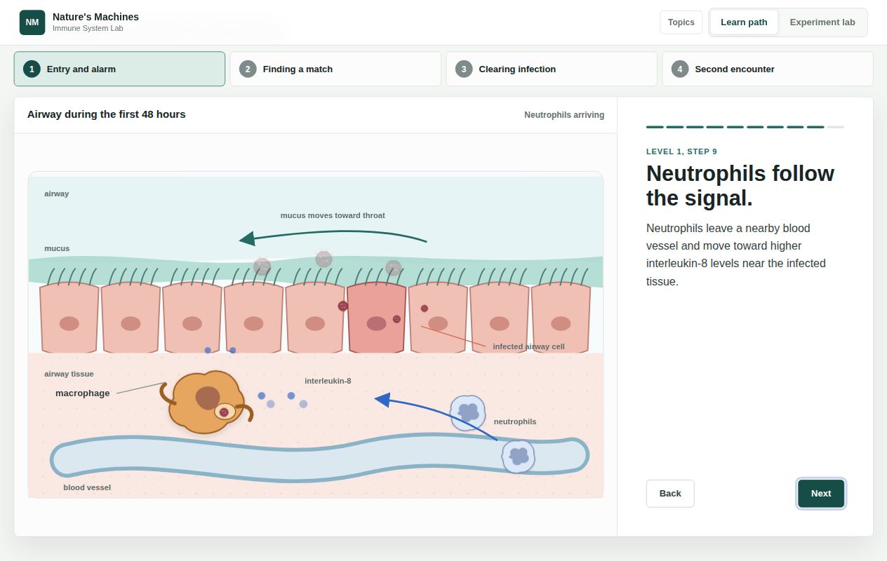 Airway and immune-cell lesson preview